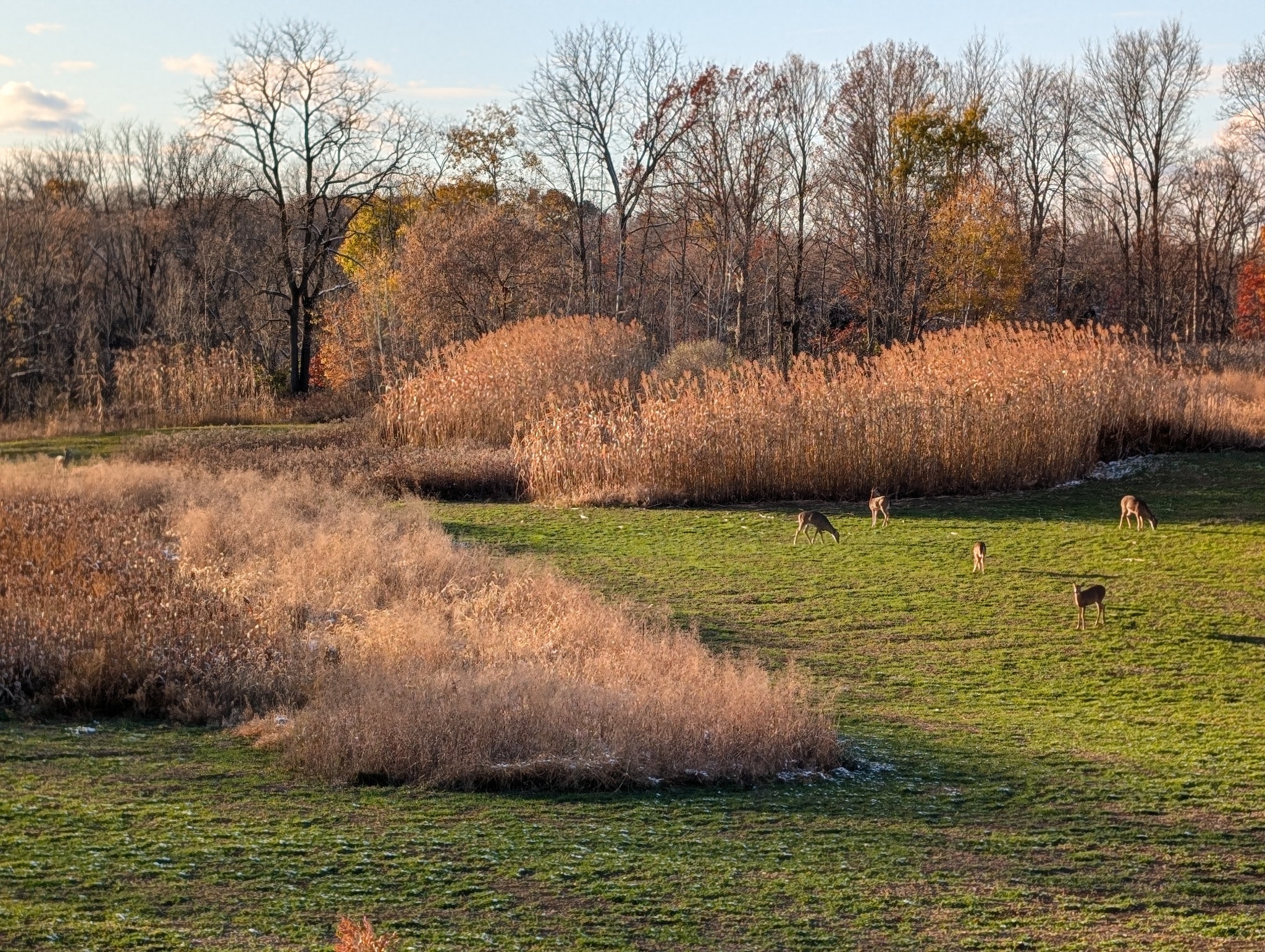 Deer feeding in a green food plot bordered by tall golden screening and woodland