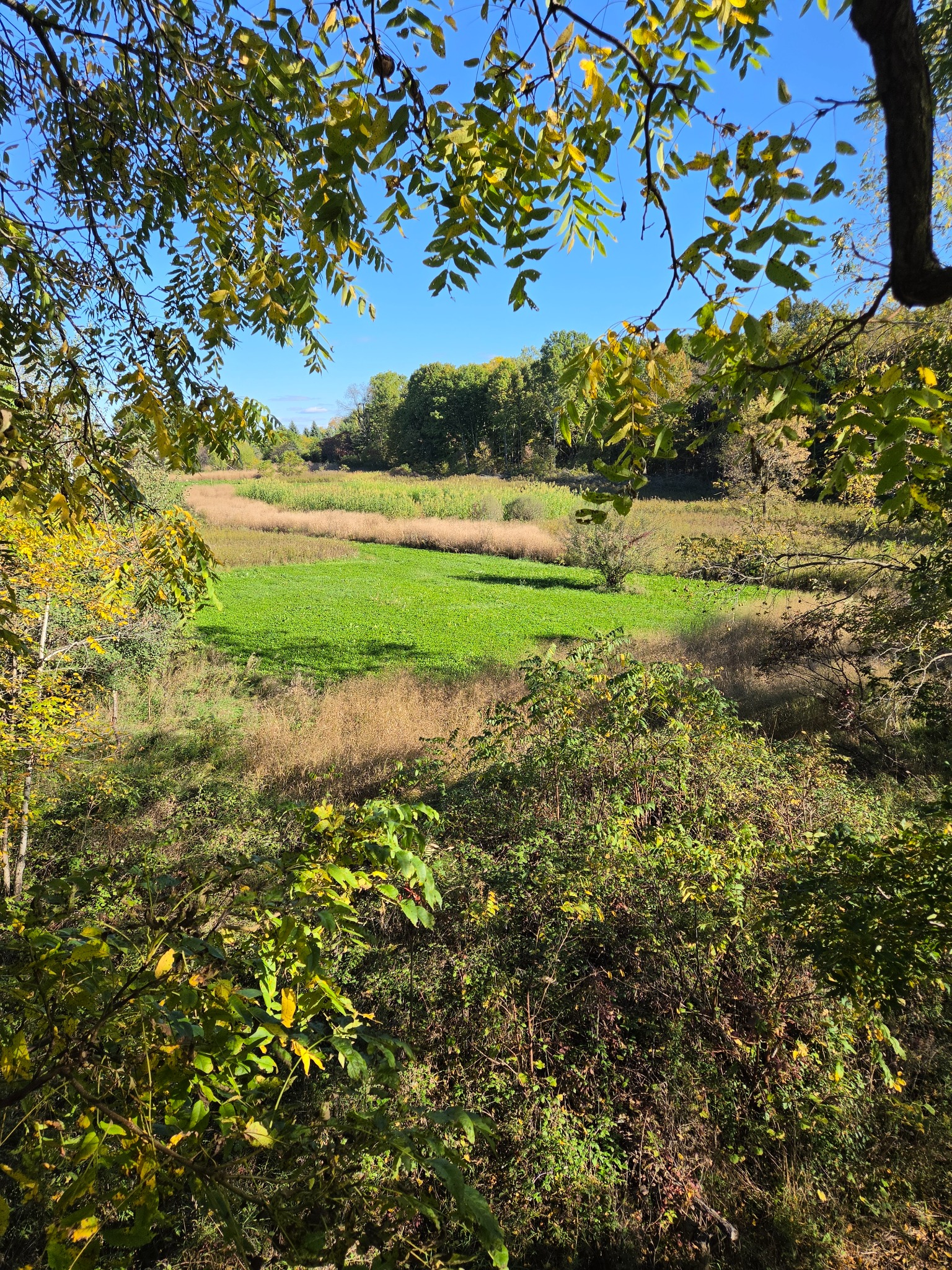 View through tree branches of a green food plot surrounded by tall screening cover
